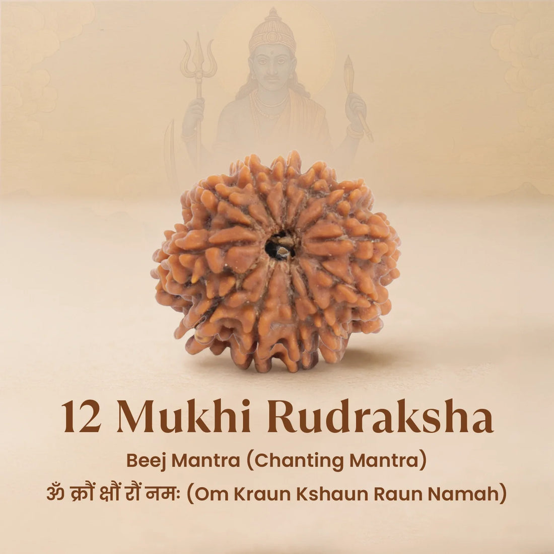 Nepal Origin 12 Mukhi Rudraksha - 17mm to 22mm