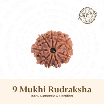 Nepal Origin 9 Mukhi Rudraksha -  17mm to 22mm