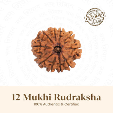 Nepal Origin 12 Mukhi Rudraksha - 17mm to 22mm