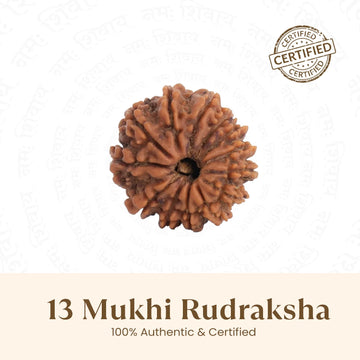 Nepal Origin 13 Mukhi Rudraksha -  17mm to 22mm
