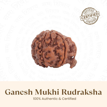 Nepal Origin Ganesh Mukhi Rudraksha - 17mm to 22mm