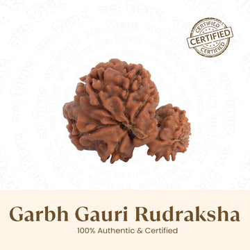 Nepal Origin Garbh Gauri Rudraksha -  17mm - 22mm