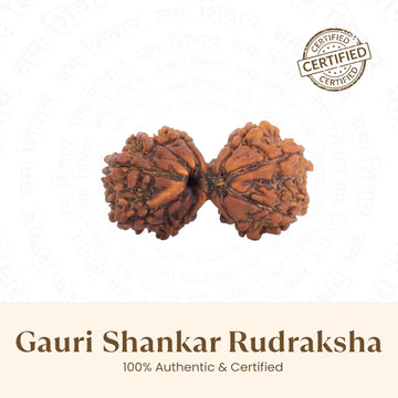 Nepal Origin Gauri Shankar Rudraksha - 17mm to 22mm