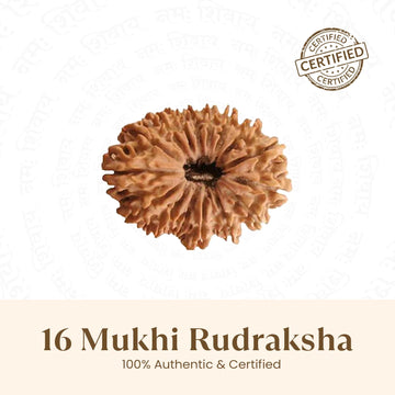 Nepal Origin 16 Mukhi Rudraksha - 17mm to 22mm