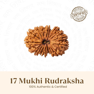Nepal Origin 17 Mukhi Rudraksha - 17mm to 22mm