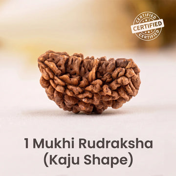 1 Mukhi Rudraksha Moon (Kaju) Shape – Indian Origin