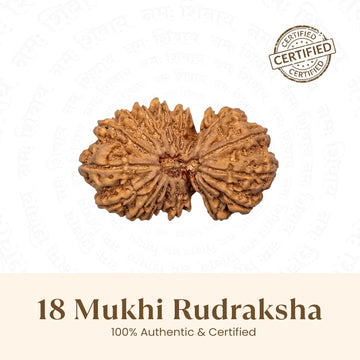 Nepal Origin 18 Mukhi Rudraksha - 17mm to 22mm