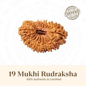 Nepal Origin 19 Mukhi Rudraksha - 17mm to 22mm