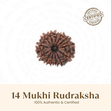 Nepal Origin 14 Mukhi Rudraksha - 17mm to 22mm