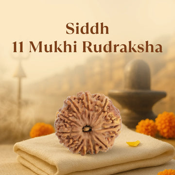 Kashi Siddh Nepal Origin 11 Mukhi Rudraksha - 17mm to 22mm