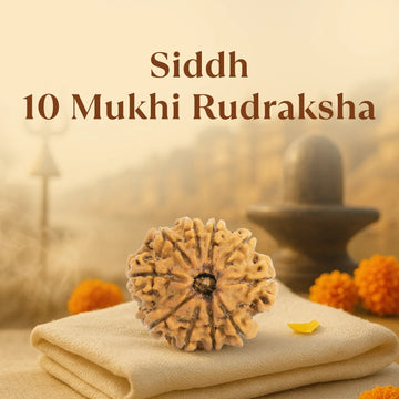 Kashi Siddh Nepal Origin 10 Mukhi Rudraksha - 17mm to 22mm