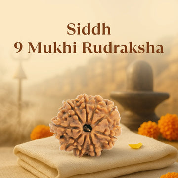 Kashi Siddh Nepal Origin 9 Mukhi Rudraksha -  17mm to 22mm