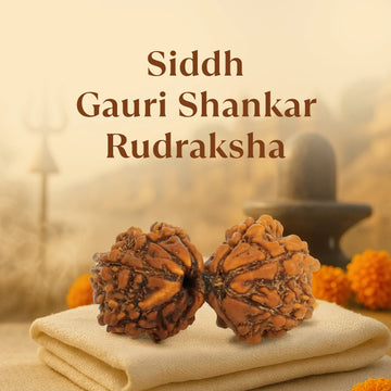 Kashi Siddh Nepal Origin Gauri Shankar Rudraksha - 17mm to 22mm
