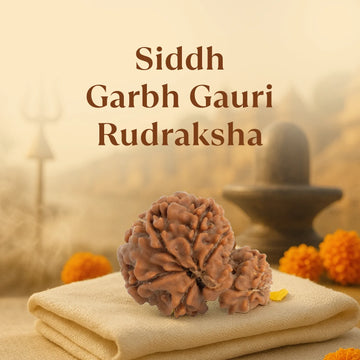 Kashi Siddh Nepal Origin Garbh Gauri Rudraksha - 17mm to 22mm