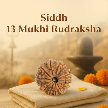 Kashi Siddh Nepal Origin 13 Mukhi Rudraksha - 17mm to 22mm