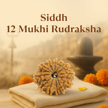 Kashi Siddh Nepal Origin 12 Mukhi Rudraksha - 17mm to 22mm