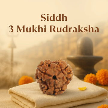 Kashi Siddh Nepal Origin 3 Mukhi Rudraksha - 17mm to 22mm