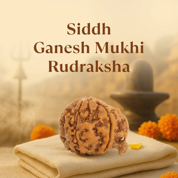 Kashi Siddh Nepal Origin Ganesh Mukhi Rudraksha - 17mm to 22mm