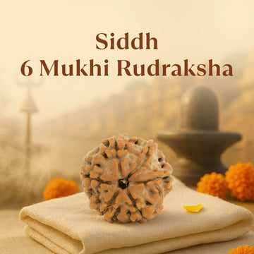 Kashi Siddh Nepal Origin 6 Mukhi Rudraksha - 17mm to 22mm