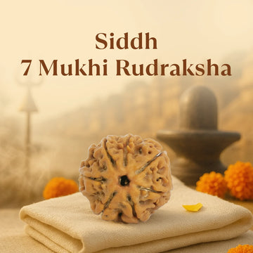 Kashi Siddh Nepal Origin 7 Mukhi Rudraksha - 17mm to 22mm