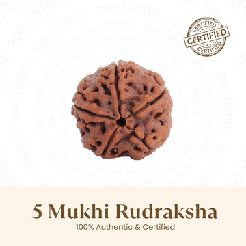 Nepal Origin 5 Mukhi Rudraksha - 17mm to 22mm