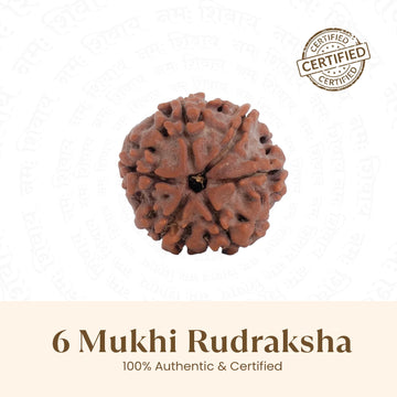 Nepal Origin 6 Mukhi Rudraksha - 17mm to 22mm