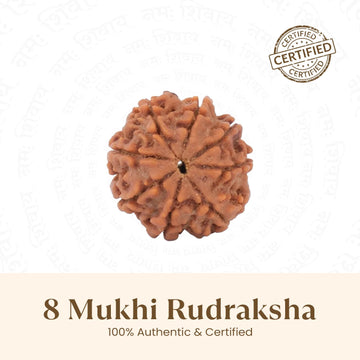 Nepal Origin 8 Mukhi Rudraksha - 17mm to 22mm