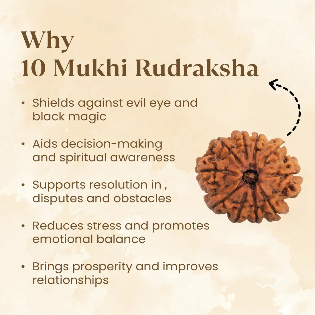 Nepal Origin 10 Mukhi Rudraksha - 17mm to 22mm
