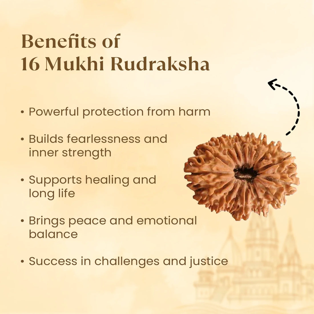 Nepal Origin 16 Mukhi Rudraksha - 17mm to 22mm