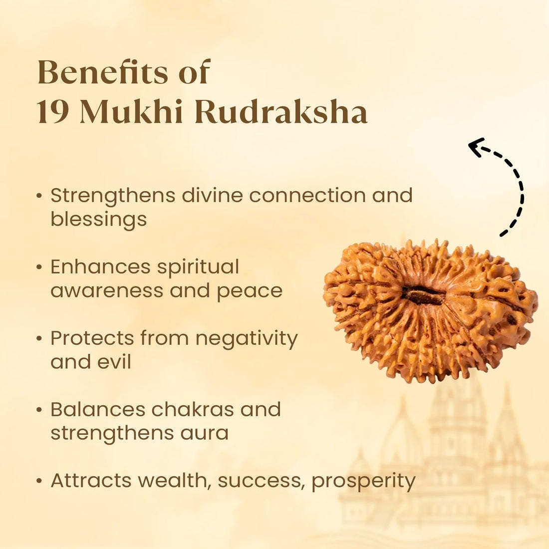 Nepal Origin 19 Mukhi Rudraksha - 17mm to 22mm