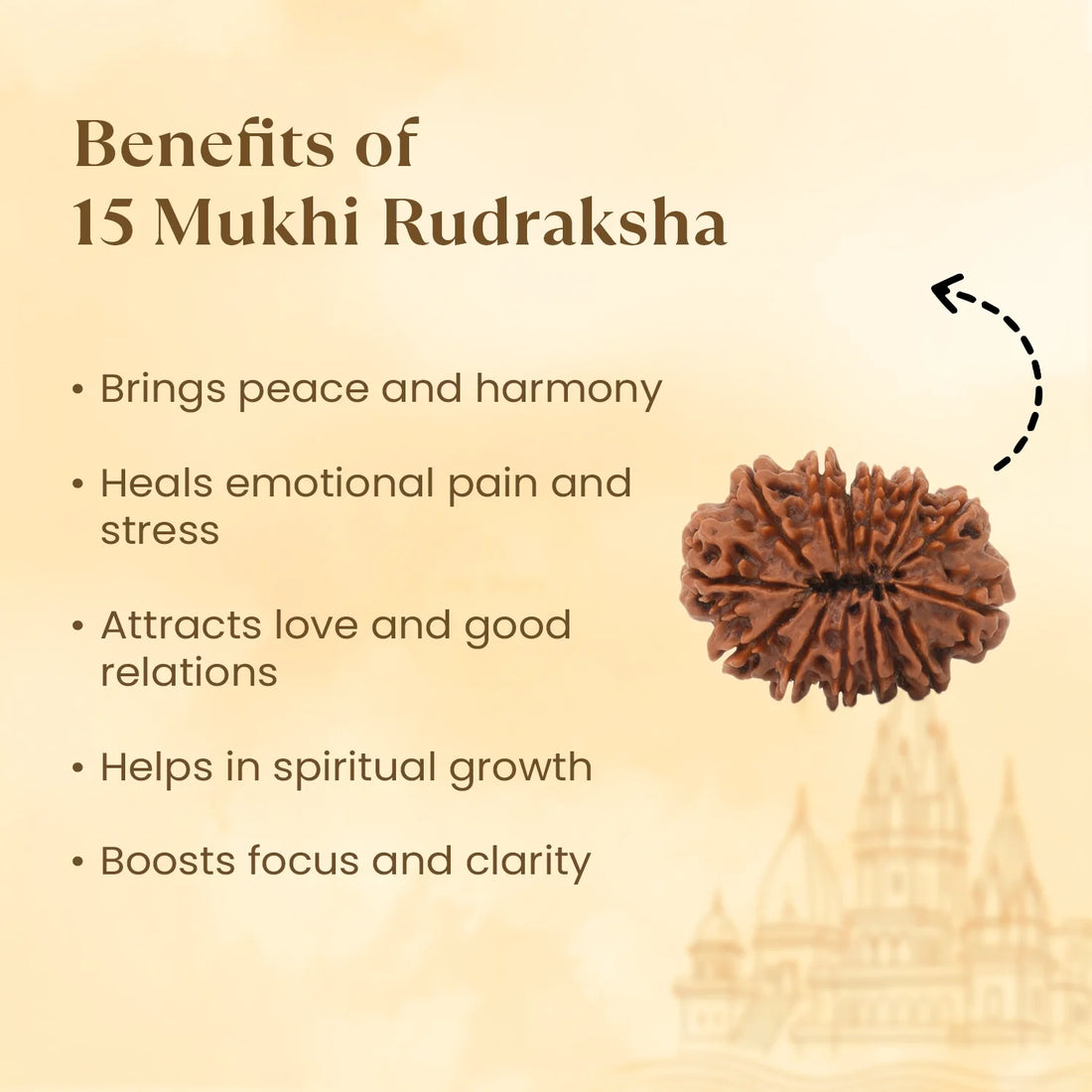 Nepal Origin 15 Mukhi Rudraksha - 17mm to 22mm