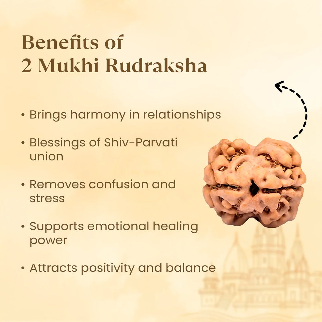 Nepal Origin 2 Mukhi Rudraksha - 17mm to 22mm