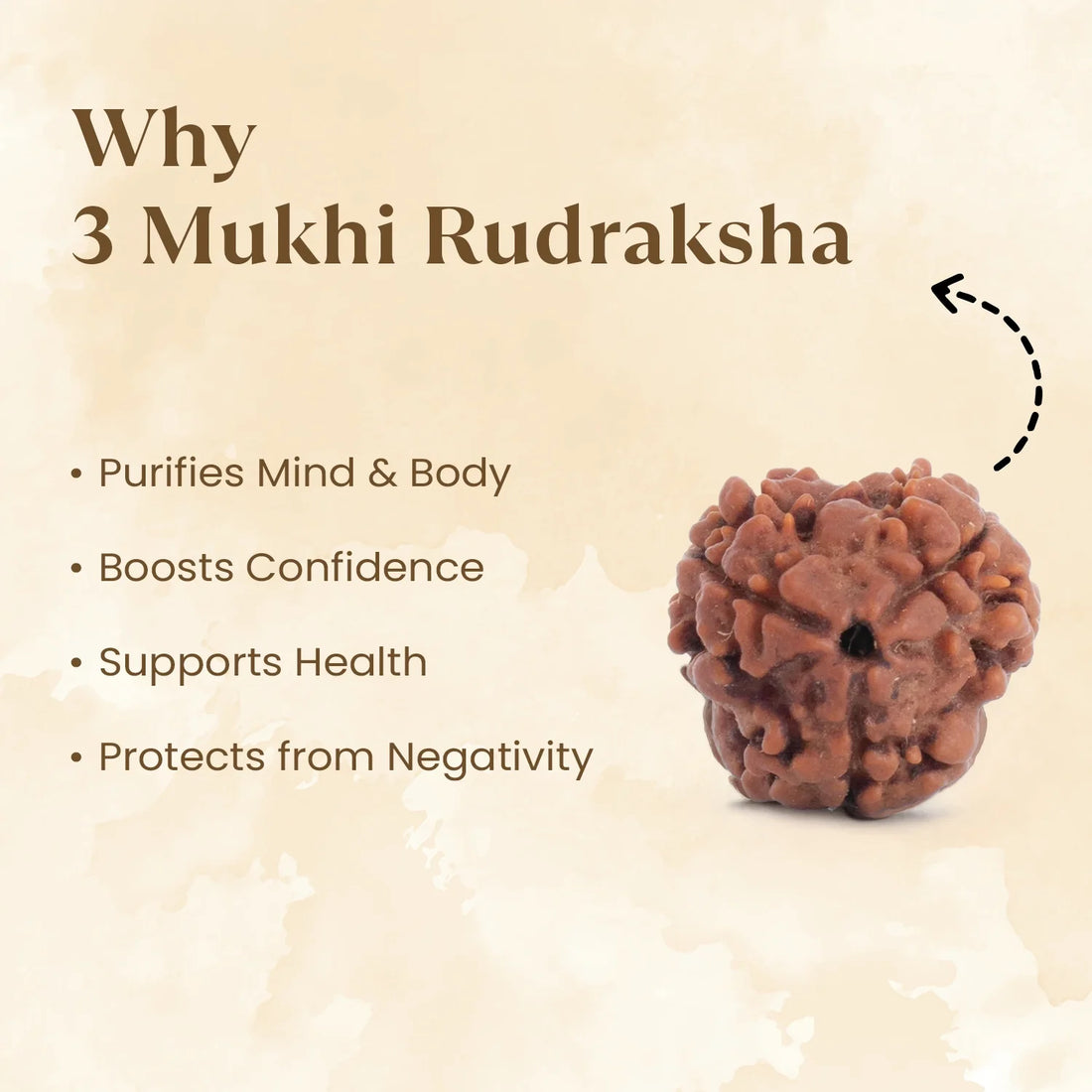Nepal Origin 3 Mukhi Rudraksha - 17mm to 22mm