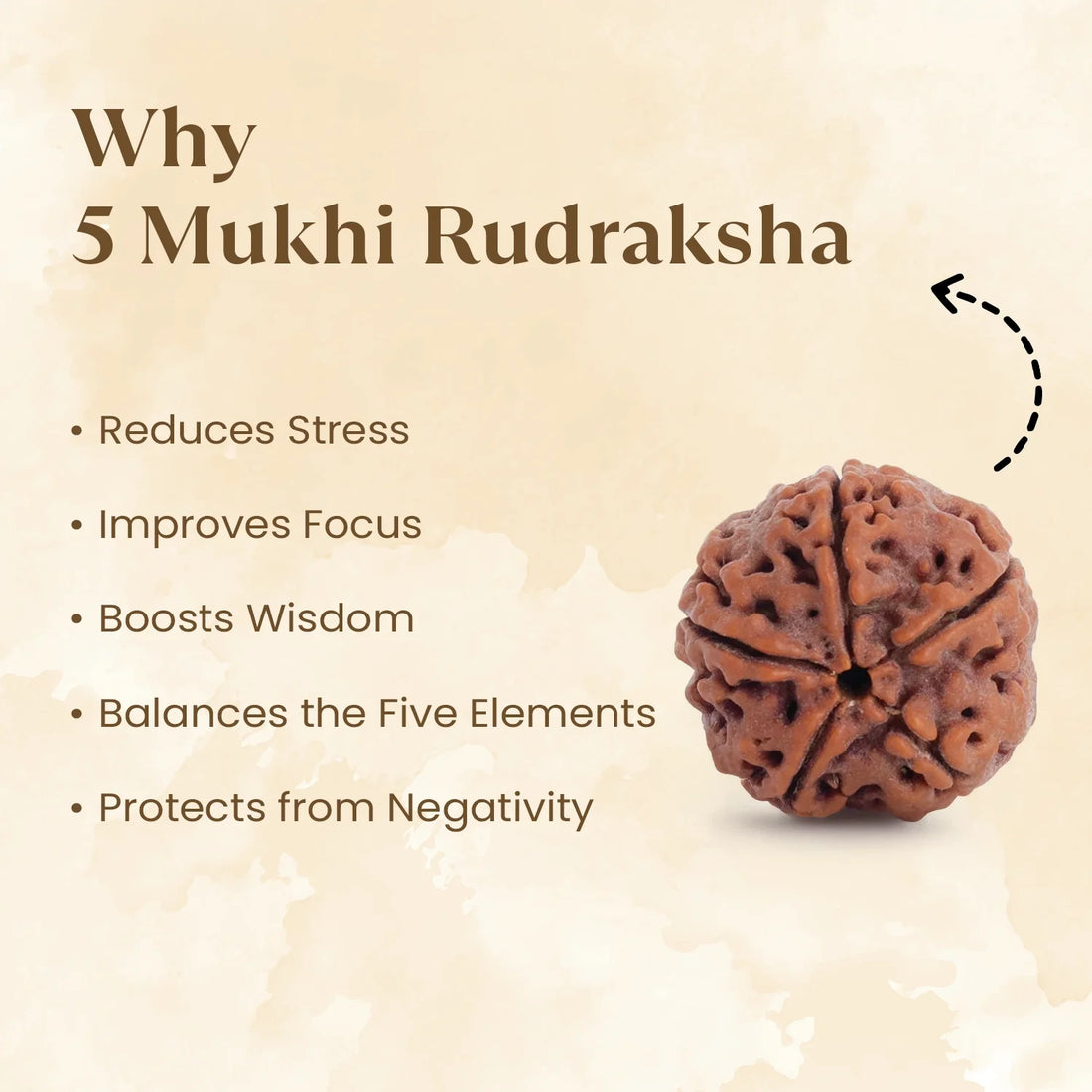 Nepal Origin 5 Mukhi Rudraksha Bead - 8mm to 12mm (FREE GIFT)