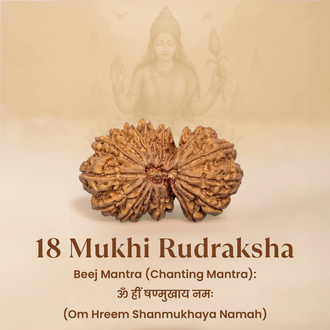 Nepal Origin 18 Mukhi Rudraksha - 17mm to 22mm