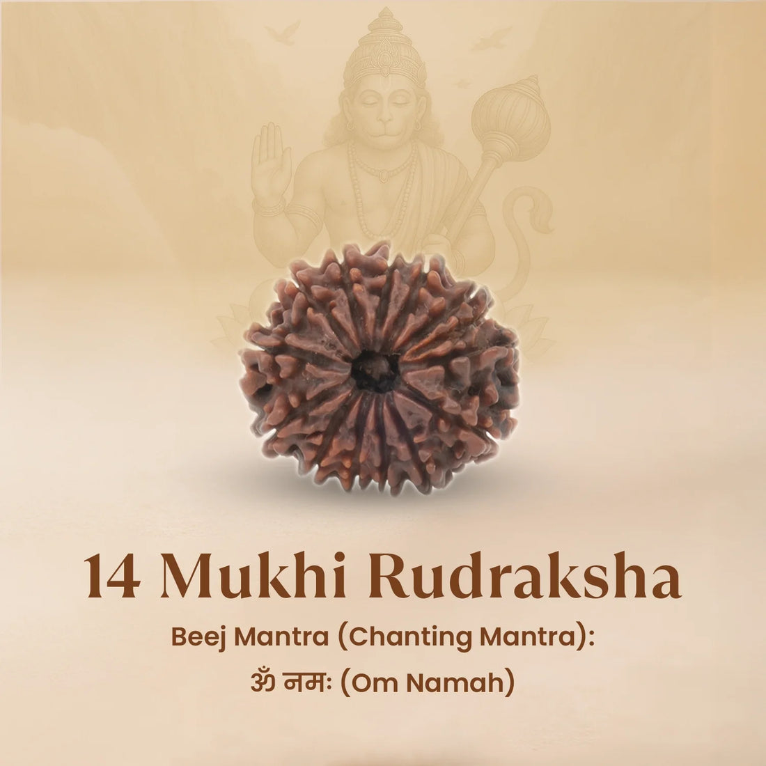 Nepal Origin 14 Mukhi Rudraksha - 17mm to 22mm