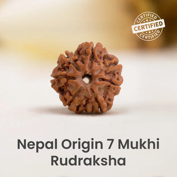 Nepal Origin 7 Mukhi Rudraksha - 17mm to 22mm