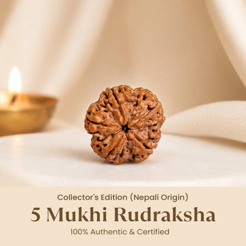 Collector's Edition 5 Mukhi Rudraksha (Nepali Origin)
