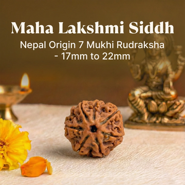 Maha Lakshmi Siddh Nepal Origin 7 Mukhi Rudraksha - 17mm to 22mm
